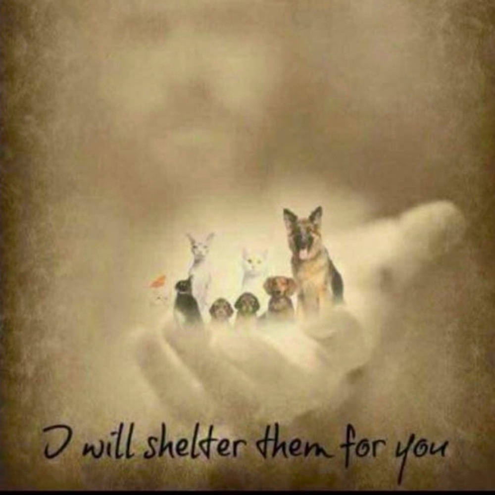 You will see your furry friends again 🙏🌈🌻🫶😻